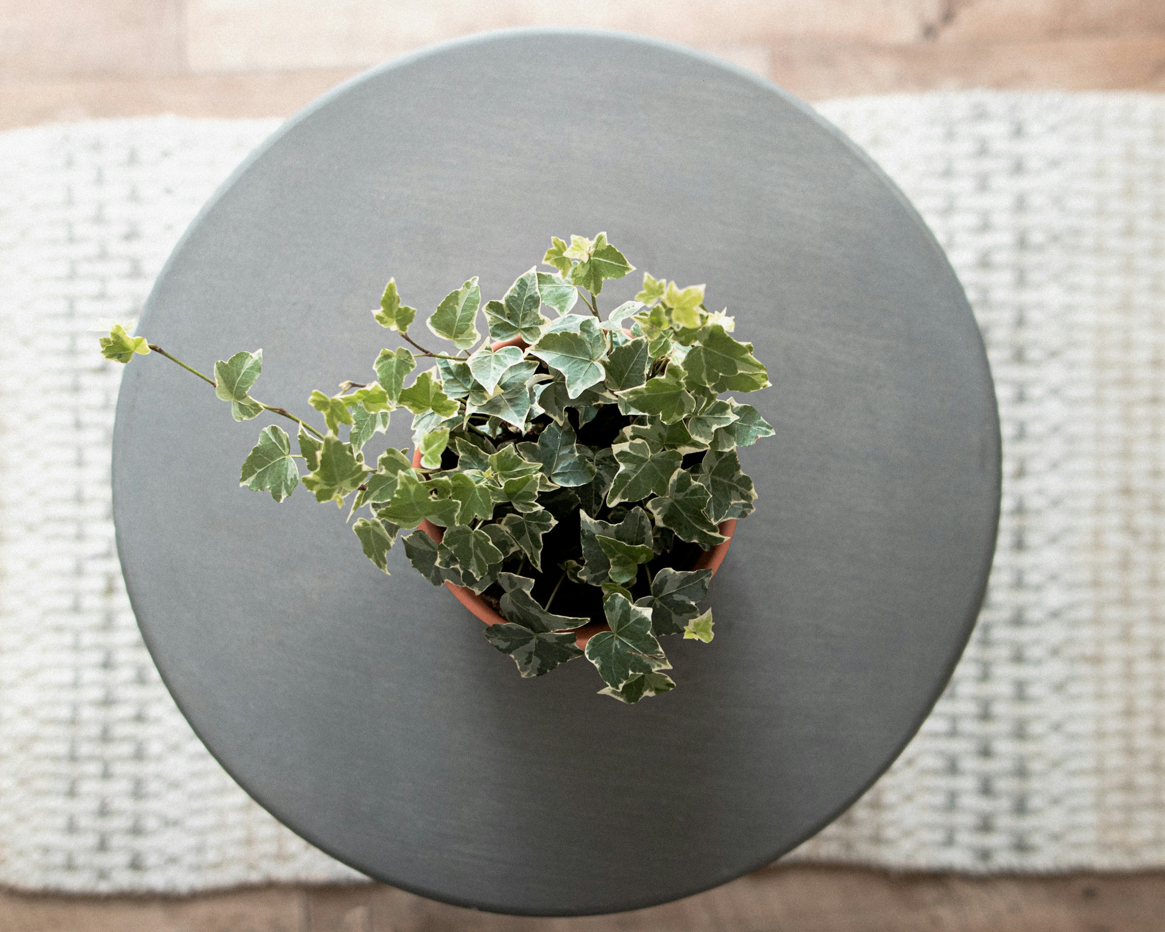 Plante verte dans un intérieur épuré